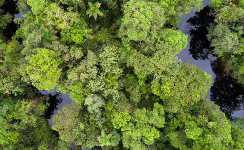 Rainforest