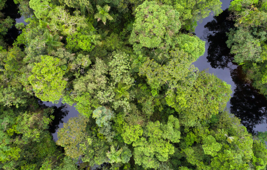 Rainforest
