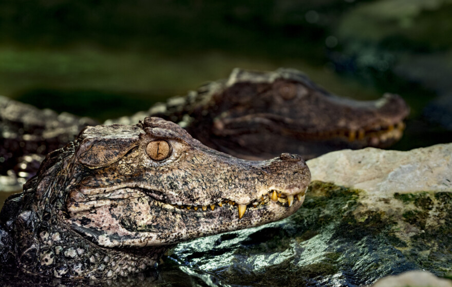 Close-up oh Cuvier's dwarf caiman, the smallest species of crocodile family. It is peeking out of the water next to the rock. In the background is another one.
