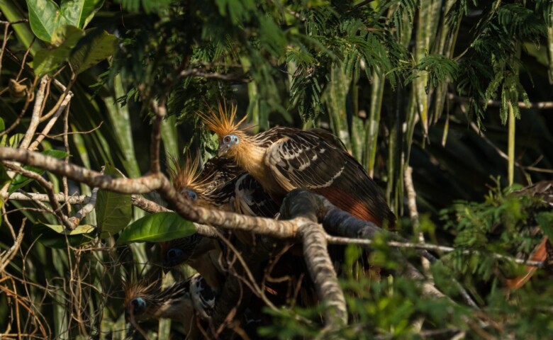 Closeup view of exotic colorful Hoatzin bird Opisthocomus hoazin sitting in lush green tropical Amazon rainforest trees Sauce Lagoon Tarapoto Peru South America