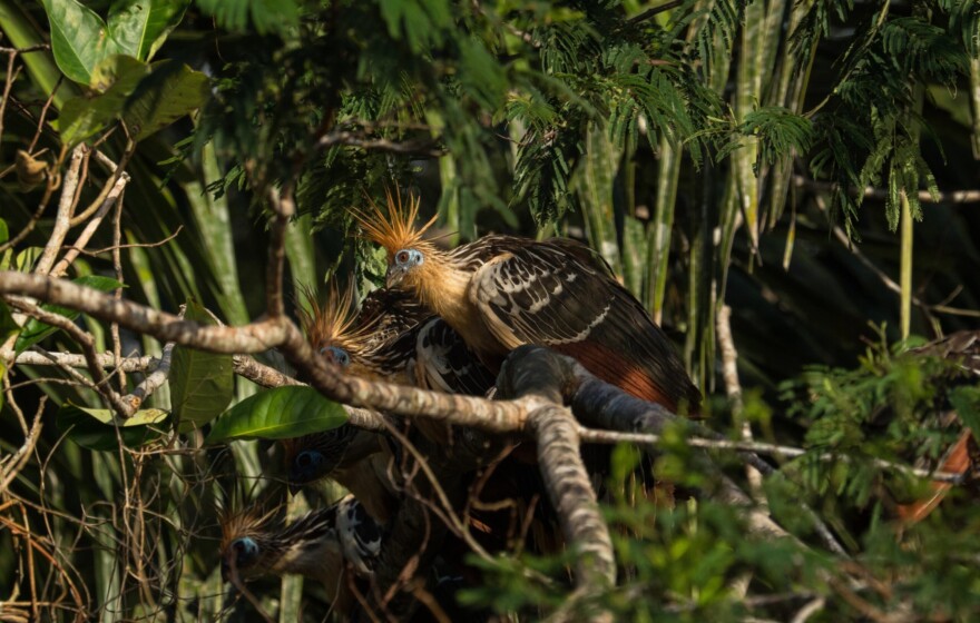 Closeup view of exotic colorful Hoatzin bird Opisthocomus hoazin sitting in lush green tropical Amazon rainforest trees Sauce Lagoon Tarapoto Peru South America