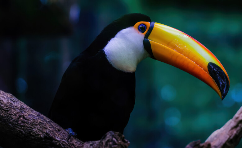 Toucan with black feather and orange bill on the branch of a tree. Exotic bird