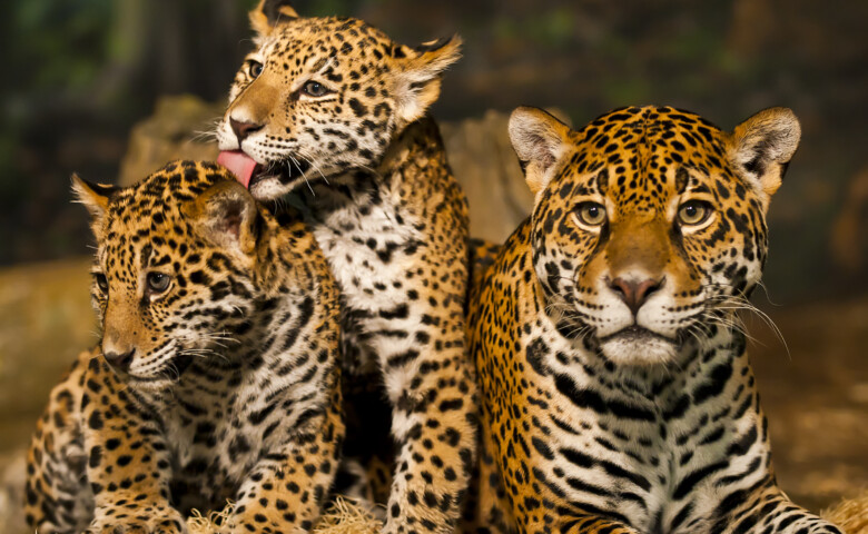 Two young Jaguar Cubs with their mother