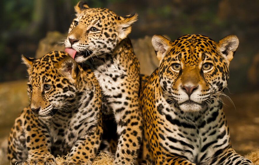 Two young Jaguar Cubs with their mother