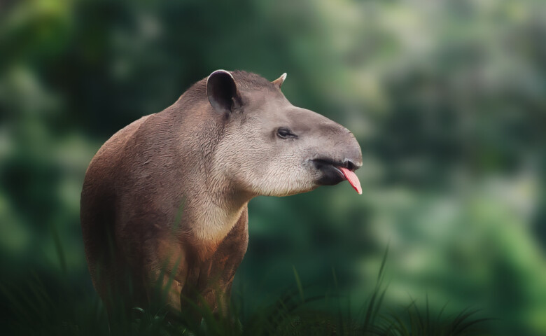 Lowland Tapir (Tapirus terrestris) showing tongue or South American Tapir