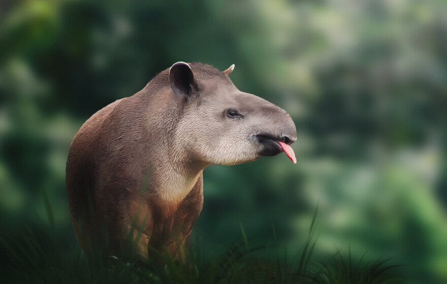 Lowland Tapir (Tapirus terrestris) showing tongue or South American Tapir