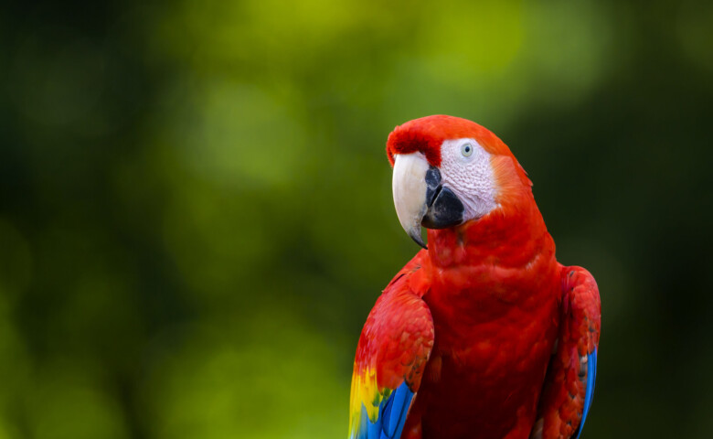 Scarlet Macaw (Ara macao) portrait, looking at camera, Costa Rica.