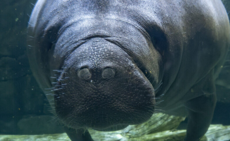 manatee underwater looking at you close up