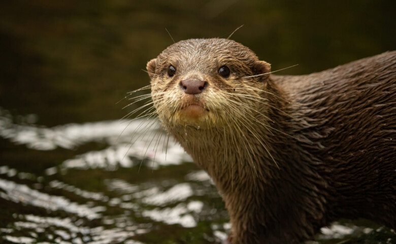 The Asian small-clawed otter, also known as the oriental small-clawed otter and the small-clawed otter, is an otter species native to South and Southeast Asia.