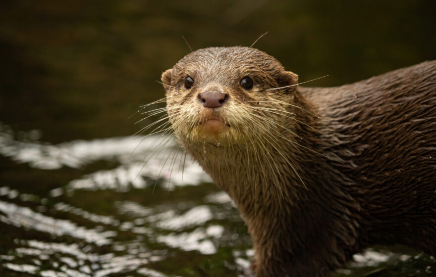 The Asian small-clawed otter, also known as the oriental small-clawed otter and the small-clawed otter, is an otter species native to South and Southeast Asia.