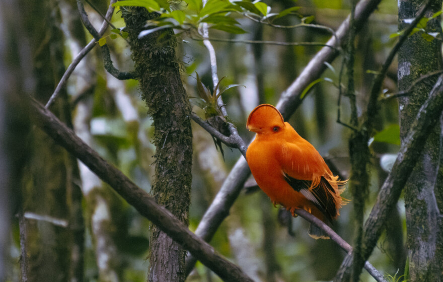 Guianan cock-of-the-rock (Rupicola rupicola) Guyana