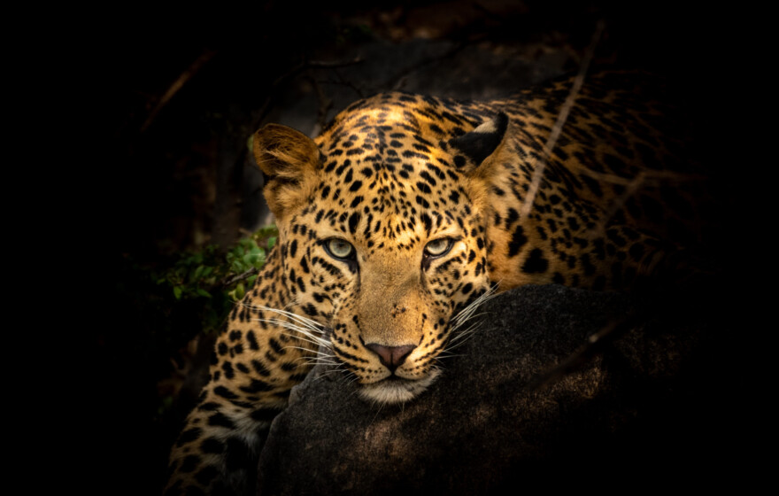 Fine art portrait of wild male leopard or panther or panthera pardus with eye contact in isolated black background at wildlife safari in forest of central india