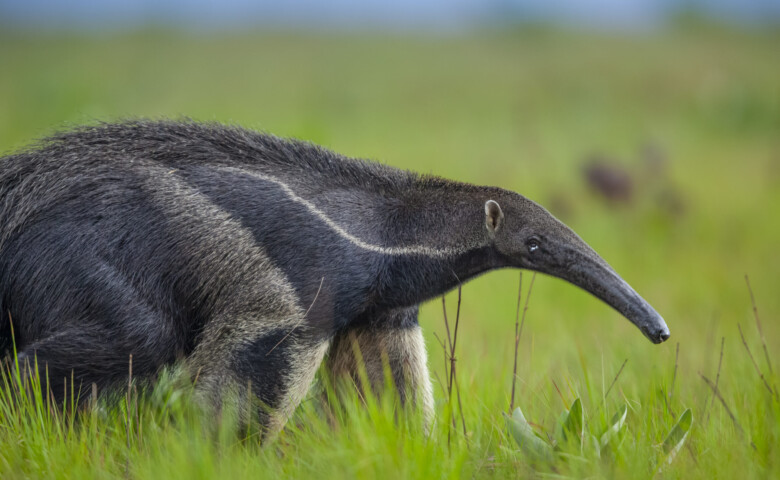 Giant Anteater (Myrmecophaga tridactyla) walking in savannah grassland, Rupununi, Guyana. The giant anteater is listed as Vulnerable by the IUCN.