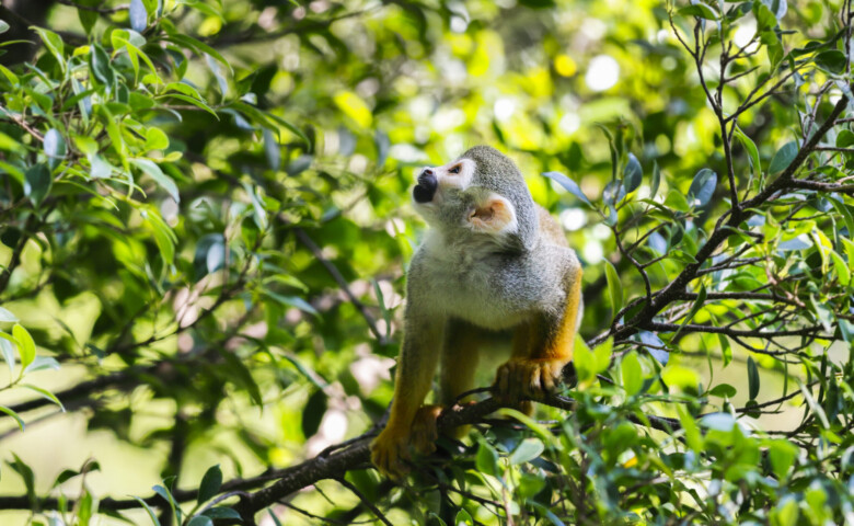 Squirrel monkeys live in the tropical forests of Central and South America in the canopy layer. Most species have parapatric or allopatric ranges in the Amazon, while S. oerstedii is found disjunctly in Costa Rica and Panama.