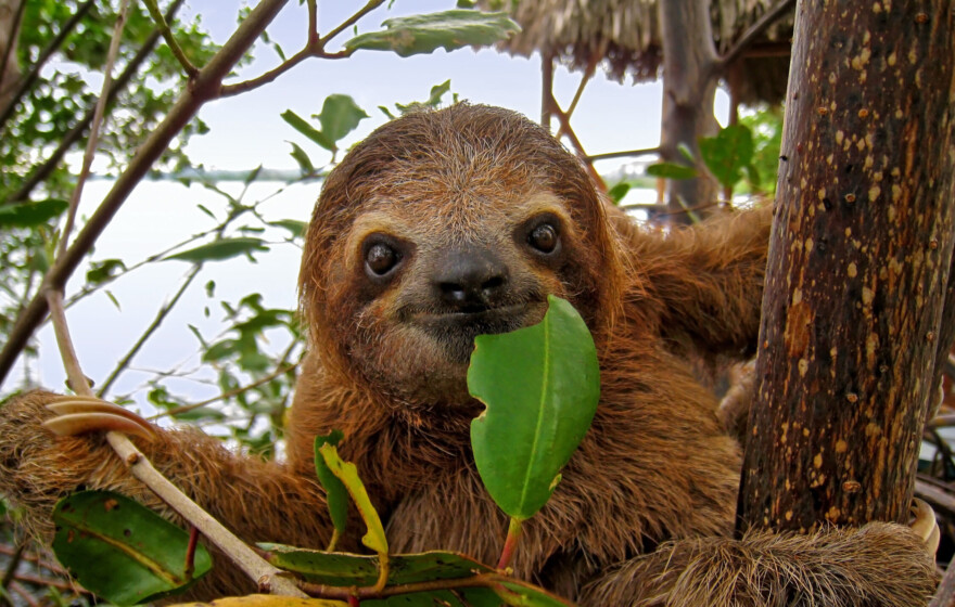 Baby Brown throated Three toed sloth in the mangrove, Caribbean, Costa Rica